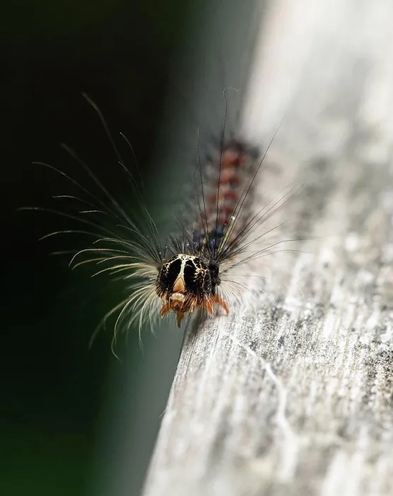Framed Print : Close up of gypsy moth caterpillar crawling on wood Framed Print : Close up of gypsy moth caterpillar crawling on wood