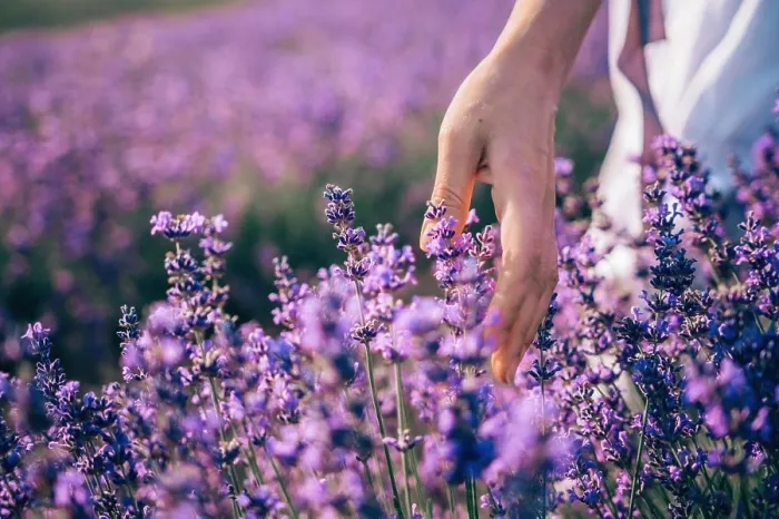 Framed Print : Close up on hand of happy young woman in white dress on blooming fragrant lavender fields with endless rows Framed Print : Close up on hand of happy young woman in white dress on blooming fragrant lavender fields with endless rows