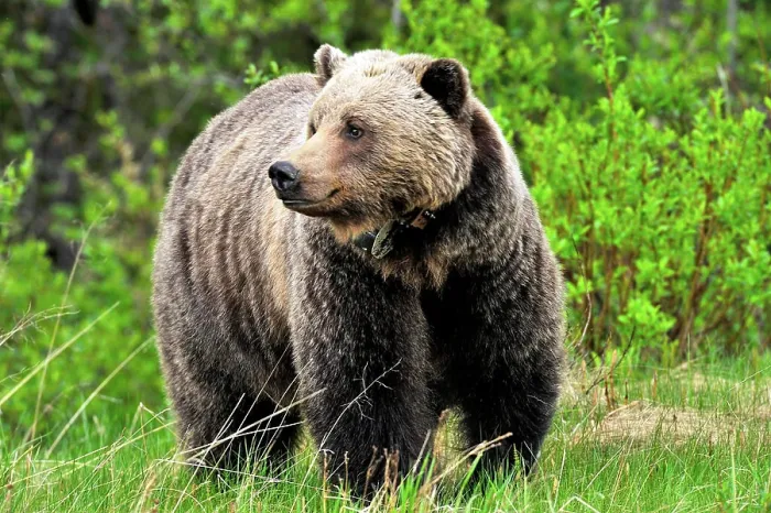 Framed Print : A close up image of a collared adult female grizzly bear standing in some tall green grass at the edge of a wild meadow