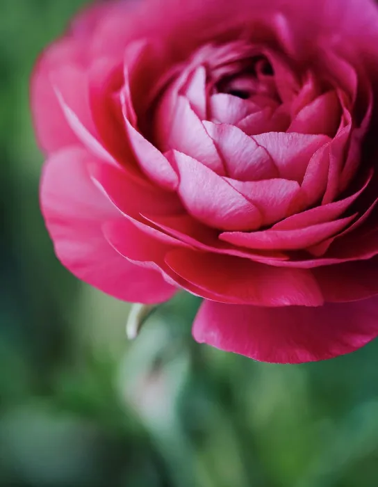 Framed Print : Close up of layered petals of pink ranunculus flower in garden Framed Print : Close up of layered petals of pink ranunculus flower in garden