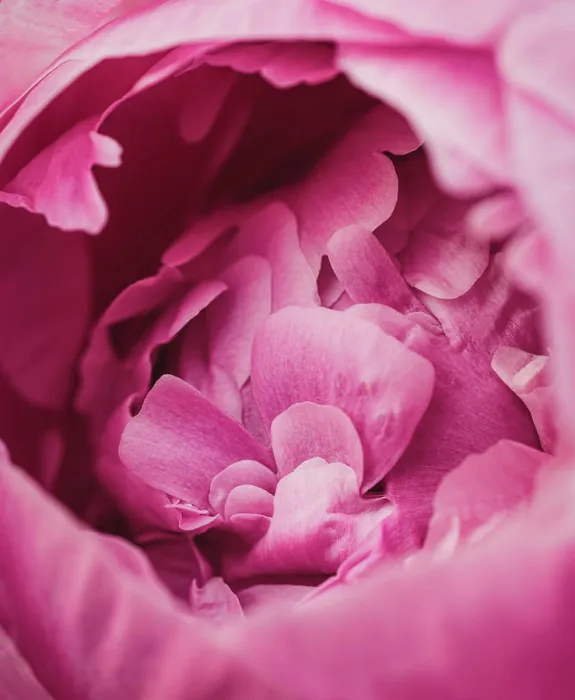 Framed Print : Close up of layers of pink peony flower petals starting to bloom Framed Print : Close up of layers of pink peony flower petals starting to bloom