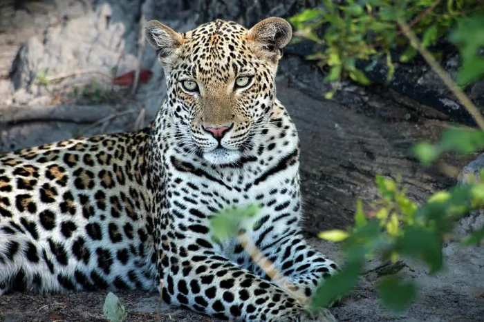 Framed Print : Close up leopard portrait sitting (Large format sizes available) Framed Print : Close up leopard portrait sitting (Large format sizes available)