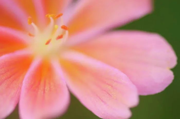 Framed Print : Close up of lewisia tweedyii flower, Bellevue, WA, USA Framed Print : Close up of lewisia tweedyii flower, Bellevue, WA, USA