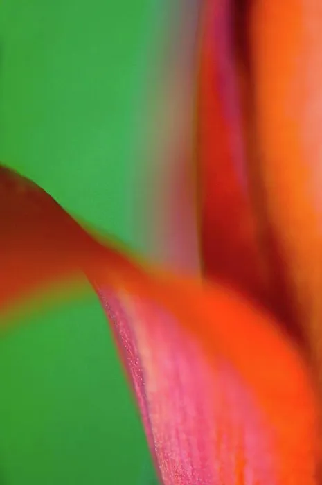 Framed Print : Close up of lily flower Framed Print : Close up of lily flower