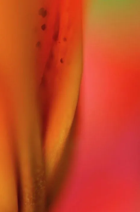 Framed Print : Close up of lily flower Framed Print : Close up of lily flower