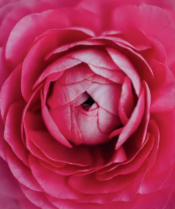 Framed Print : Close up macro of layered petals in center of pink ranunculus flower Framed Print : Close up macro of layered petals in center of pink ranunculus flower