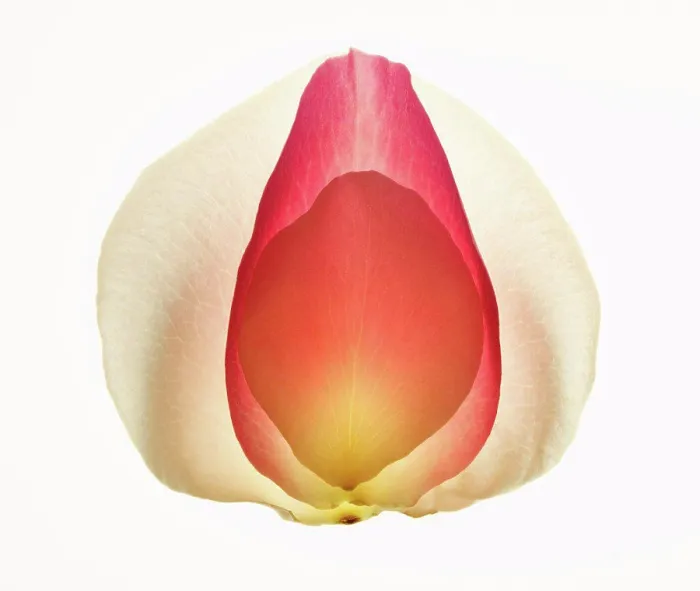 Framed Print : Close up of multicolor flower petals Framed Print : Close up of multicolor flower petals