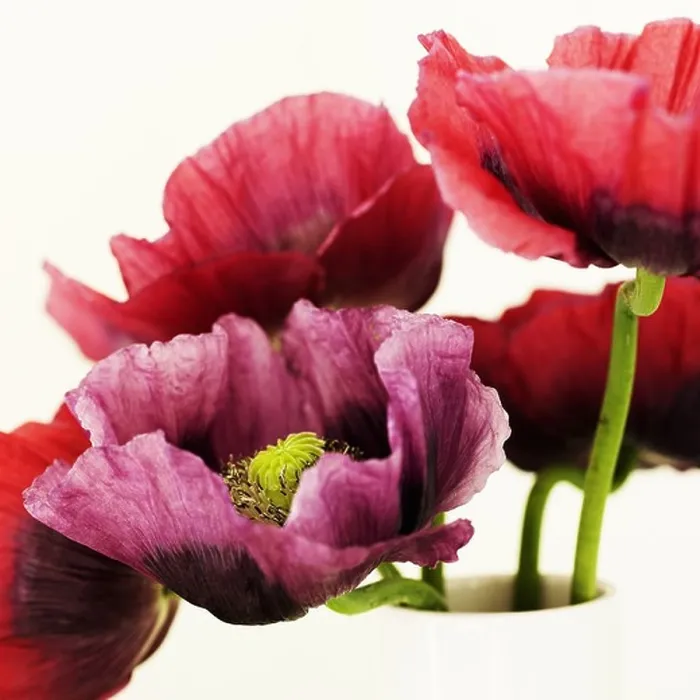 Framed Print : Close up of multicolored flowers Framed Print : Close up of multicolored flowers