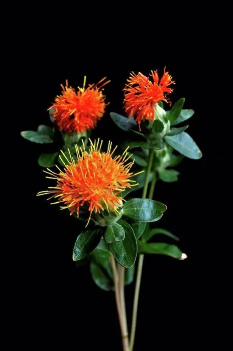 Framed Print : Close up of orange flower against black background Framed Print : Close up of orange flower against black background
