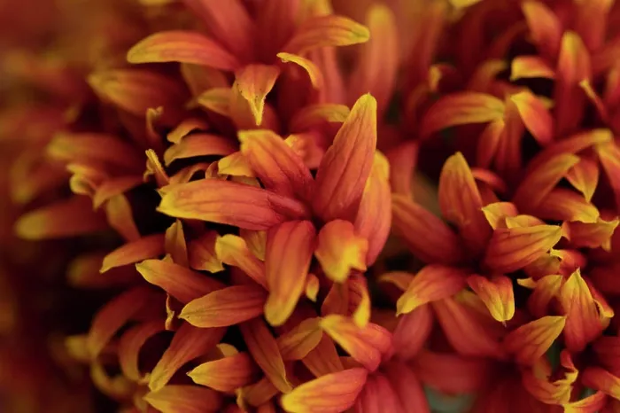 Framed Print : Close up detail of orange lily flowers Framed Print : Close up detail of orange lily flowers