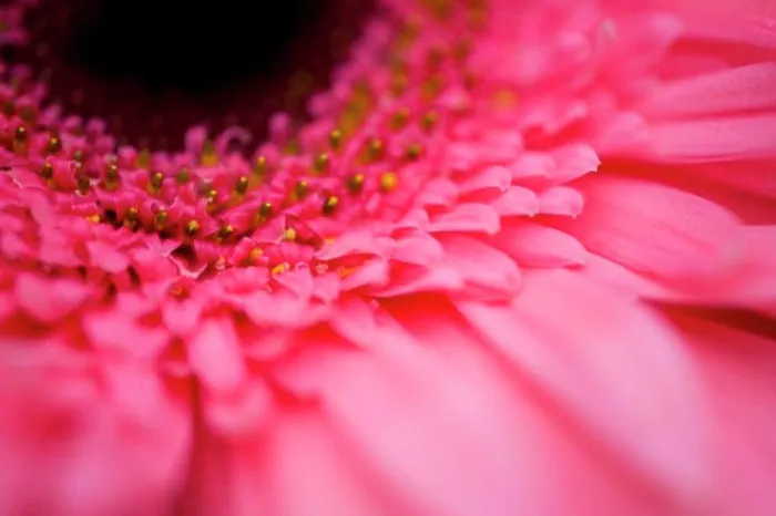 Framed Print : Close Up Of A Pink Flower Framed Print : Close Up Of A Pink Flower
