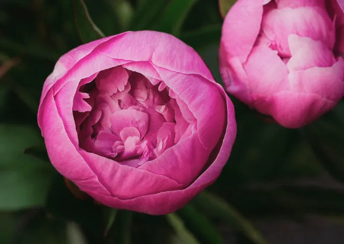 Framed Print : Close up of pink peony flowers starting to bloom in a garden Framed Print : Close up of pink peony flowers starting to bloom in a garden