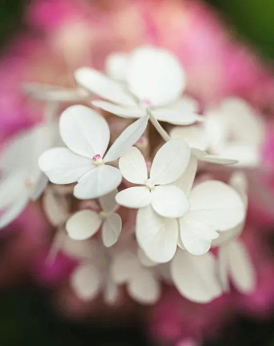Framed Print : Close up of pink and white flowers on a blooming hydrangea plant Framed Print : Close up of pink and white flowers on a blooming hydrangea plant