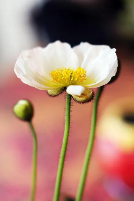 Framed Print : Close up of poppy flowers in the pots Framed Print : Close up of poppy flowers in the pots