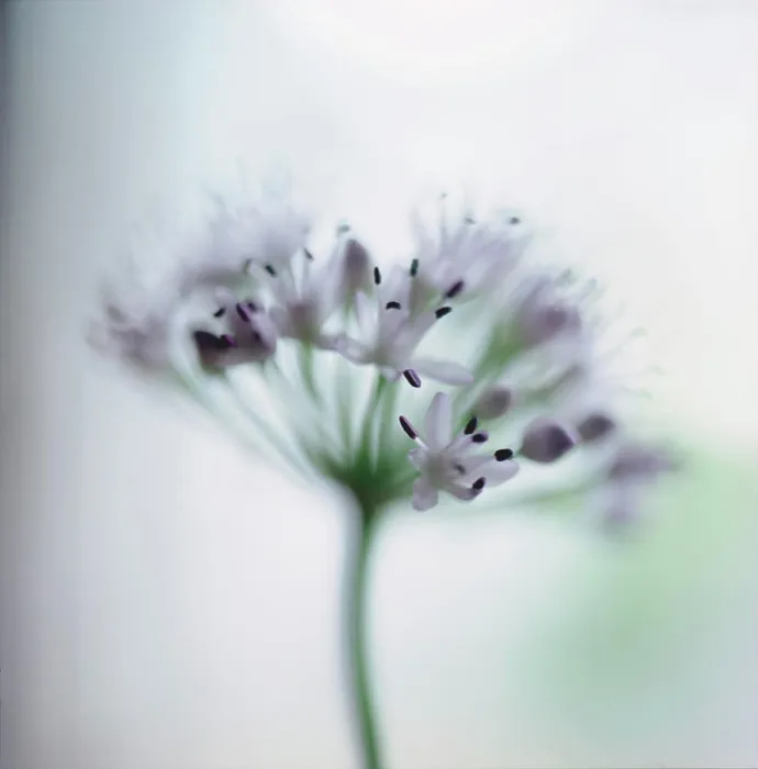 Framed Print : Close up of Purple allium flower Framed Print : Close up of Purple allium flower