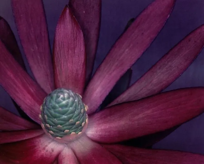 Framed Print : Close up of a purple flower Framed Print : Close up of a purple flower