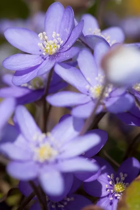 Framed Print : Close up of purple flowers Framed Print : Close up of purple flowers
