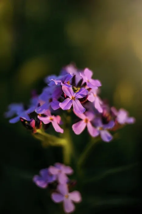 Framed Print : Close up Purple flowers in Sunlight Framed Print : Close up Purple flowers in Sunlight