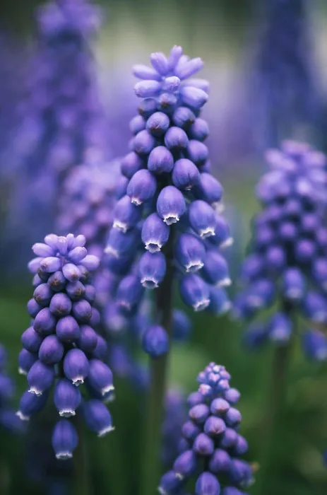 Framed Print : Close up of purple grape hyacinth flowers blooming in a garden