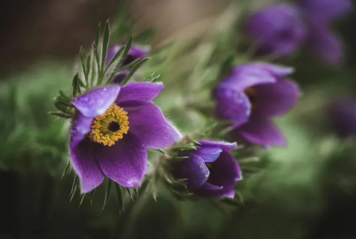 Framed Print : Close up of purple pasque flower, pulsatilla grandis in springtime