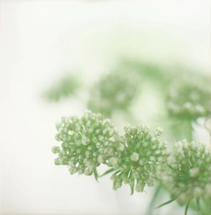 Framed Print : Close up of Queen Anne's Lace flower