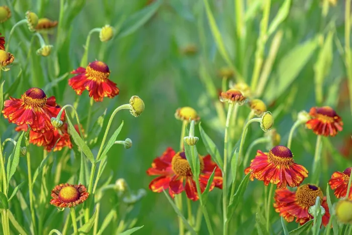 Framed Print : Close up of red flowers Close up of red flowers with blur green background Copyright: xZoonar Framed Print : Close up of red flowers Close up of red flowers with blur green background Copyright: xZoonar