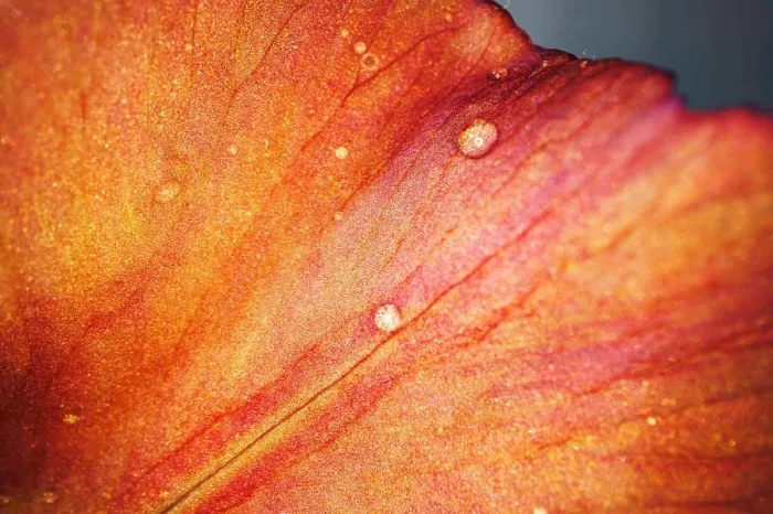 Framed Print : Close up of a red iris flower macro shot Framed Print : Close up of a red iris flower macro shot