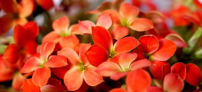 Framed Print : Close up of scarlet flowers Framed Print : Close up of scarlet flowers