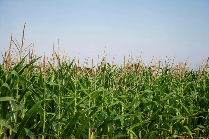 Framed Print : Close up shot of corn field with blue sky as background Framed Print : Close up shot of corn field with blue sky as background