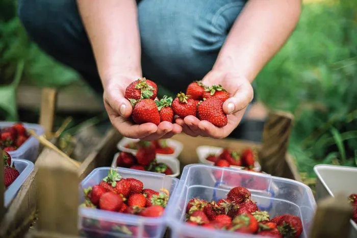 Framed Print : Close up shot of a person hands picking strawberries