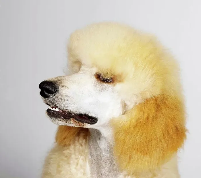 Framed Print : Close up of Standard Poodle Framed Print : Close up of Standard Poodle