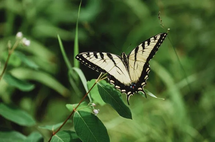 Framed Print : Close up of swallowtail butterfly sitting on a green plant Framed Print : Close up of swallowtail butterfly sitting on a green plant