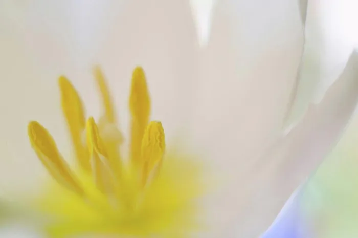 Framed Print : Close up of tulip flower
