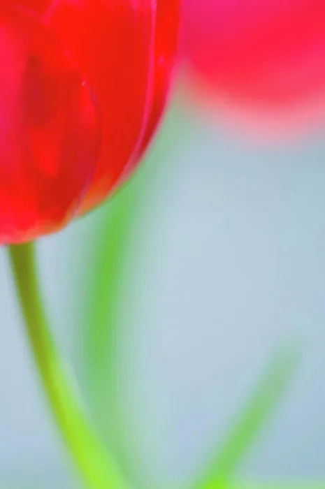 Framed Print : Close up of tulip flower Framed Print : Close up of tulip flower