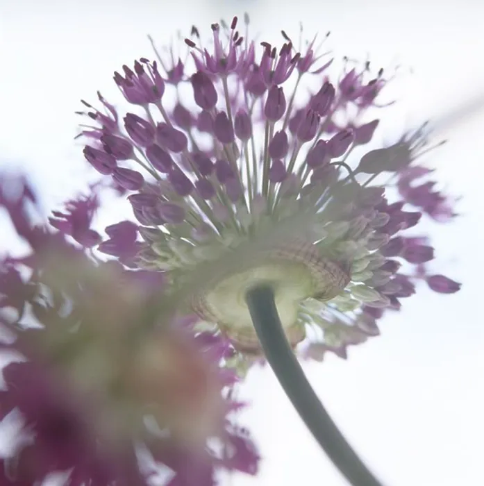 Framed Print : Close-up of allium flower Framed Print : Close-up of allium flower