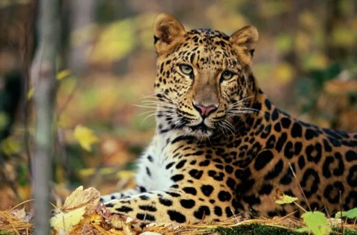 Framed Print : Close-up of a Amur Leopard (Panthera Pardus Orientalis), Northern Minnesota Framed Print : Close-up of a Amur Leopard (Panthera Pardus Orientalis), Northern Minnesota