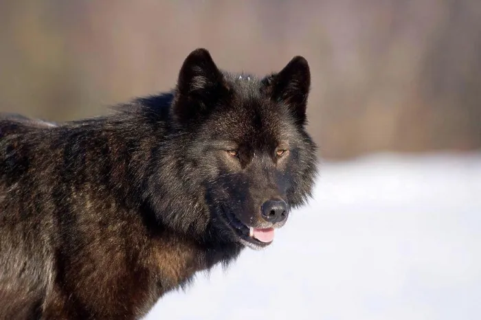 Framed Print : Close_up Archipelago Wolf in black color phase standing on snow field Southeast Alaska Winter Tongass Nat Forest Framed Print : Close_up Archipelago Wolf in black color phase standing on snow field Southeast Alaska Winter Tongass Nat Forest