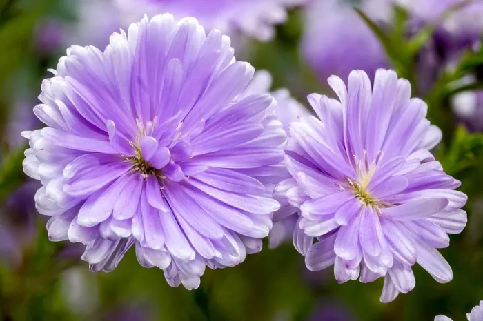Framed Print : Close-up of a blooming Lavender Asters flowers on a green background Framed Print : Close-up of a blooming Lavender Asters flowers on a green background