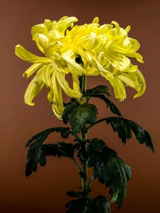 Framed Print : Close-up of a blooming Vienna yellow chrysanthemum flower on a brown background Framed Print : Close-up of a blooming Vienna yellow chrysanthemum flower on a brown background