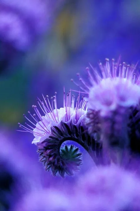 Framed Print : Close-up of Blue Curl flowers Framed Print : Close-up of Blue Curl flowers