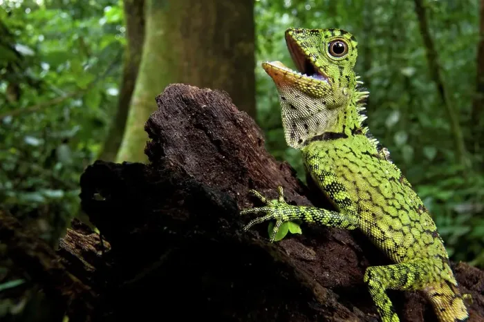 Framed Print : Close-up of a Bornean Angle-Head lizard (Gonocephalus bornensis) in forest Framed Print : Close-up of a Bornean Angle-Head lizard (Gonocephalus bornensis) in forest