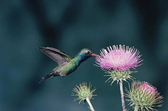 Framed Print : Close-up of a Broad-billed Hummingbird (Cynanthus latirostris)
