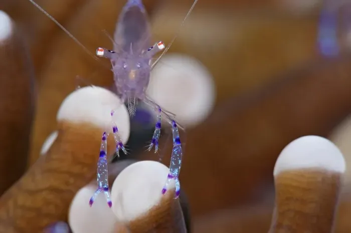 Framed Print : Close-Up of Commensal Shrimp