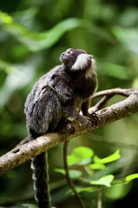 Framed Print : Close-up of a Cotton-Eared marmoset (Callithrix jacchus) Framed Print : Close-up of a Cotton-Eared marmoset (Callithrix jacchus)