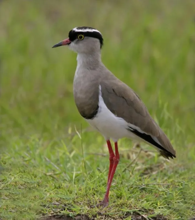 Framed Print : Close-up of a Crowned Plover perching on the grass (Vanellus coronatus)