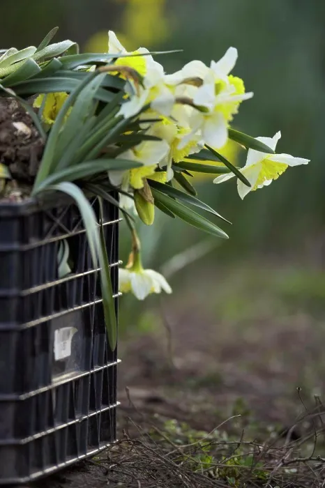 Framed Print : Close-up of daffodils flowers