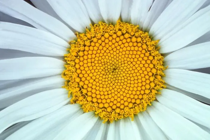 Framed Print : CLOSE-UP OF DAISY FLOWER