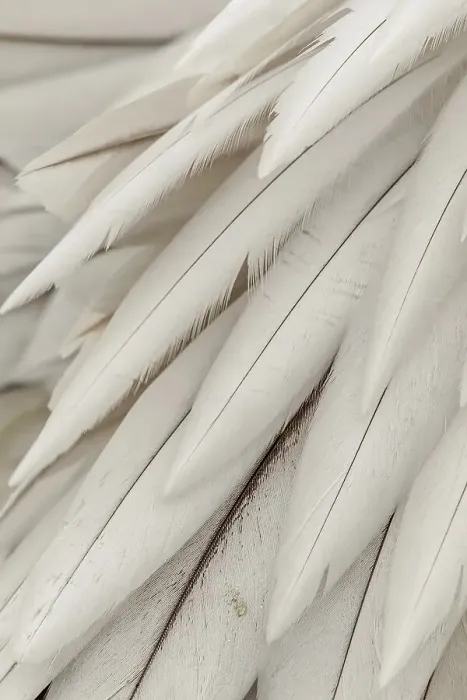 Framed Print : Close-up of Dalmatian Pelican (Pelecanus crispus) feathers Framed Print : Close-up of Dalmatian Pelican (Pelecanus crispus) feathers