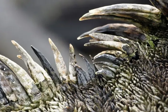 Framed Print : Close-up of dorsal crest of Marine Iguana (Amblyrhynchus cristatus) Framed Print : Close-up of dorsal crest of Marine Iguana (Amblyrhynchus cristatus)