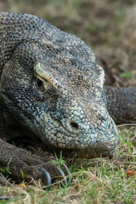 Framed Print : Close-up of an endemic Komodo dragon (Varanus komodoensis) on Rinca Island, part of Komodo National Park (UNESCO World Heritage Site), Indonesia Framed Print : Close-up of an endemic Komodo dragon (Varanus komodoensis) on Rinca Island, part of Komodo National Park (UNESCO World Heritage Site), Indonesia